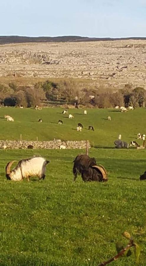 Burren Rock Farmhouse B&B Turlough  Buitenkant foto